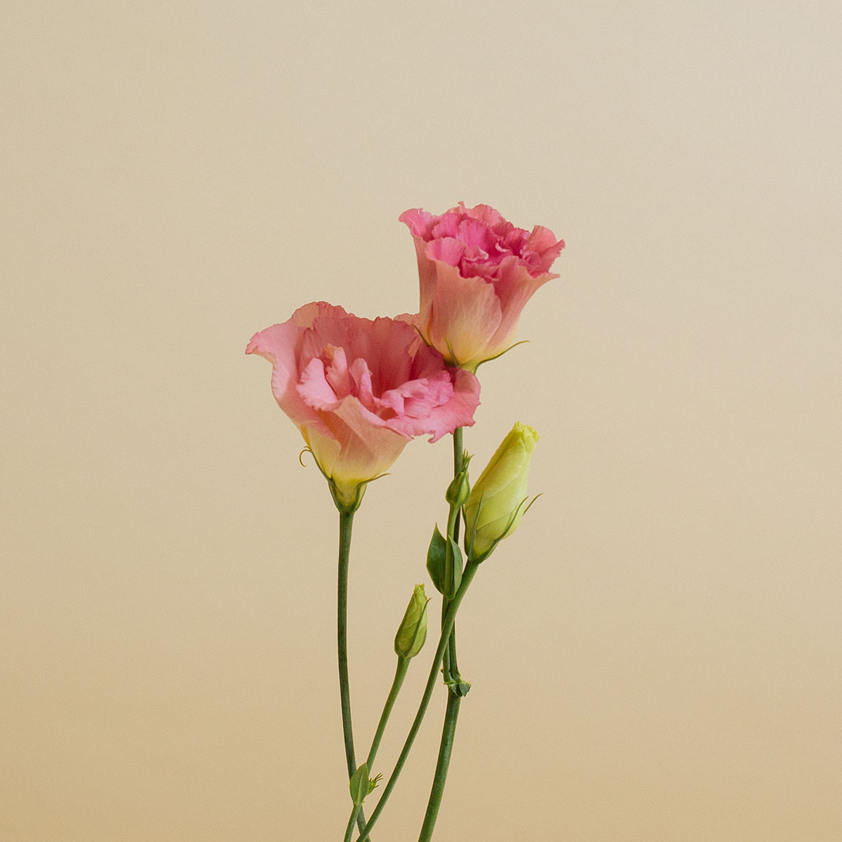 Pink Lisianthus