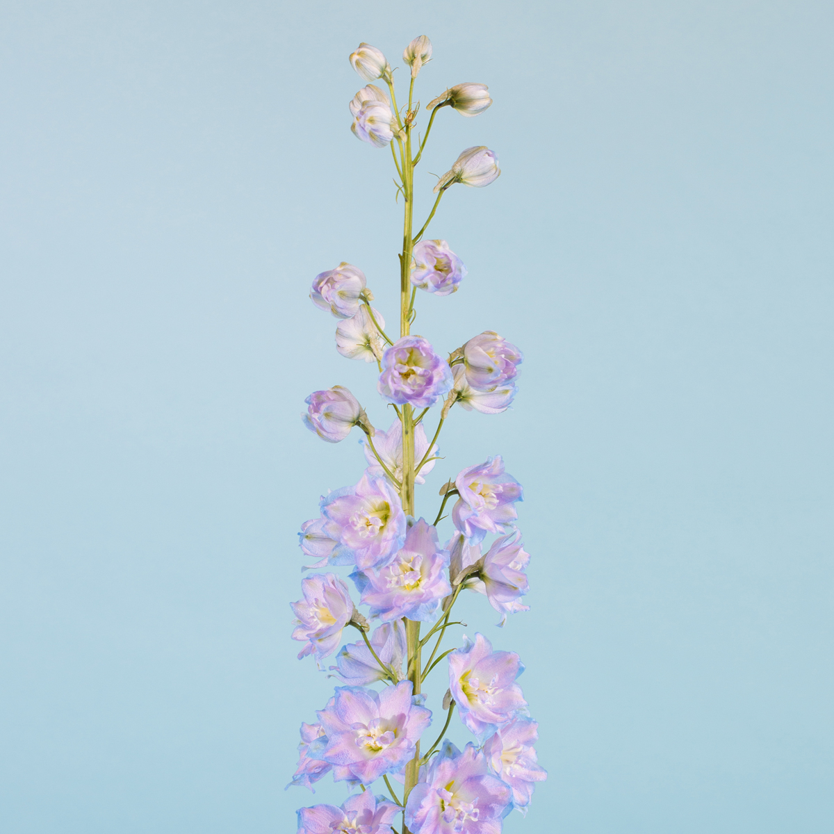 Blue Delphinium