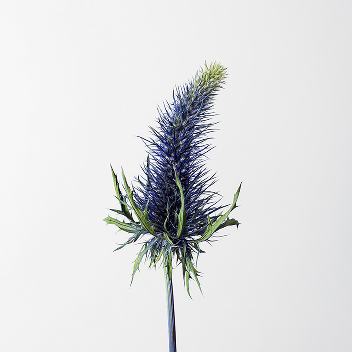 Blue Eryngo