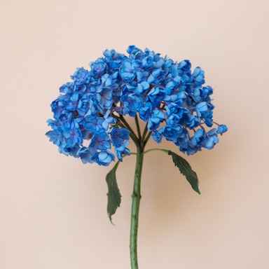 Blue Hydrangea