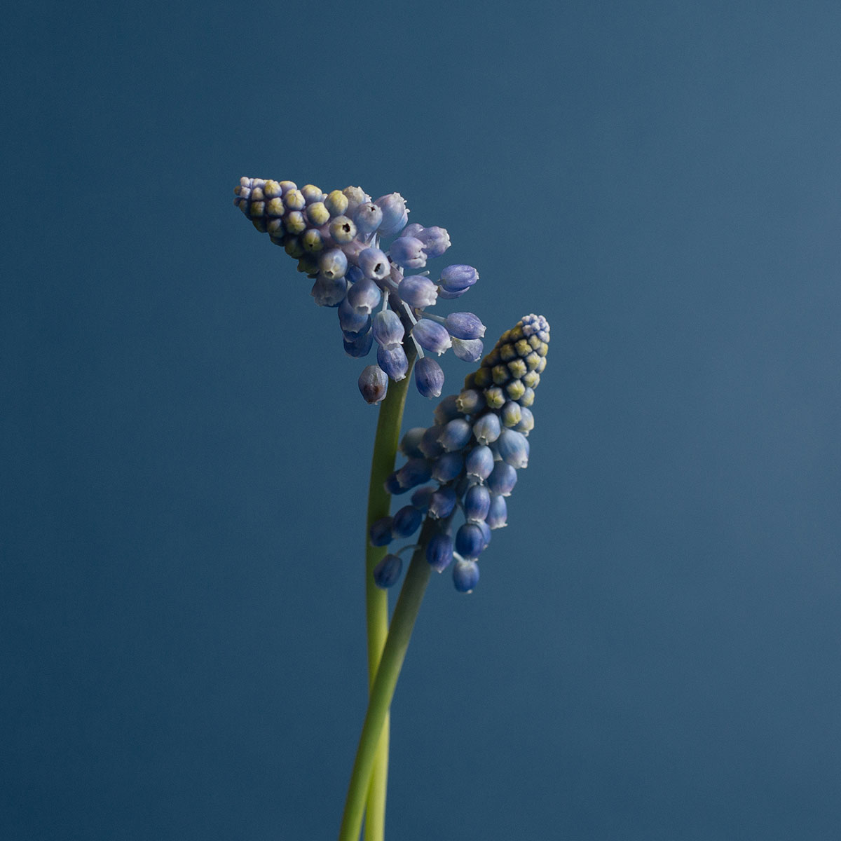 Blue Muscari