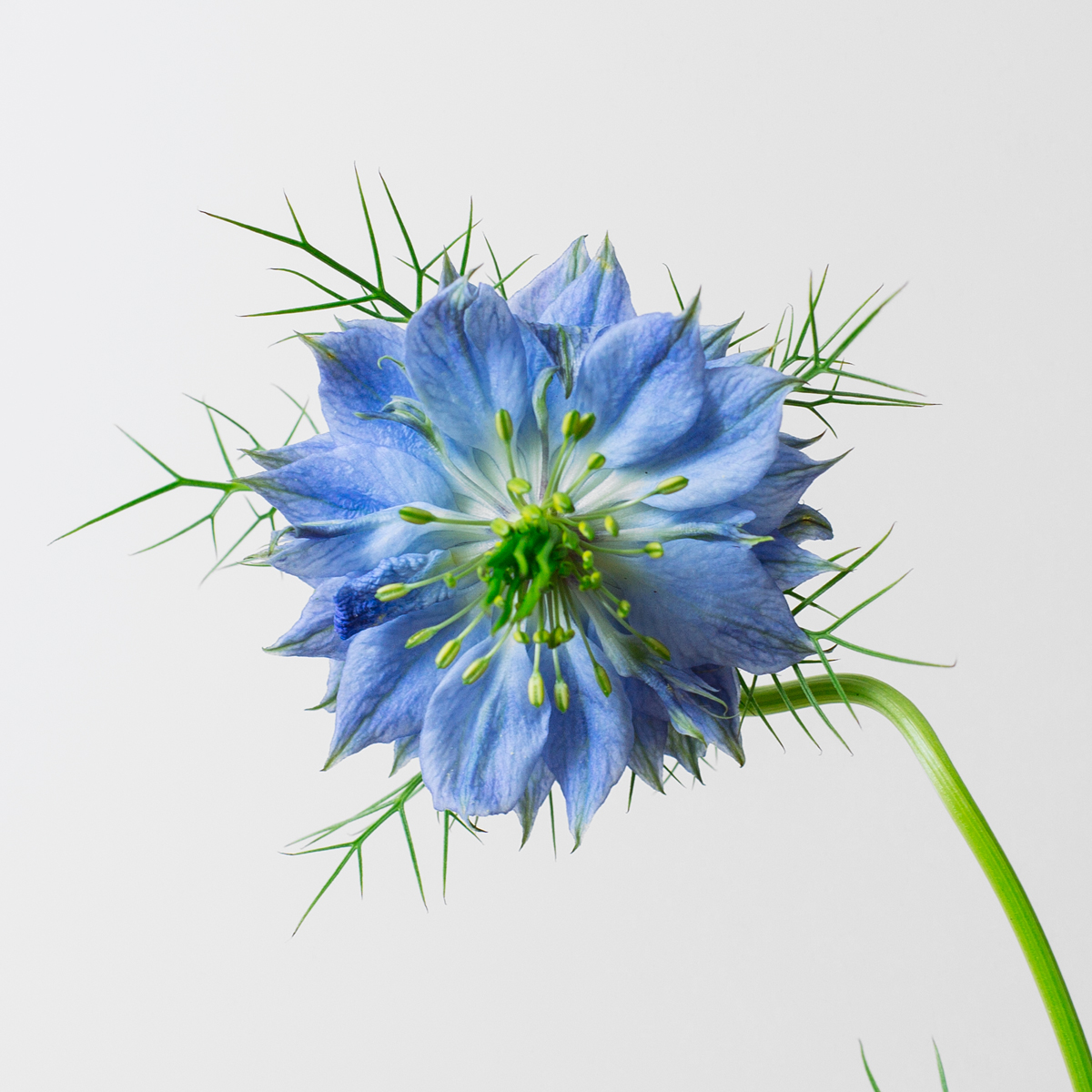 Blue Nigella