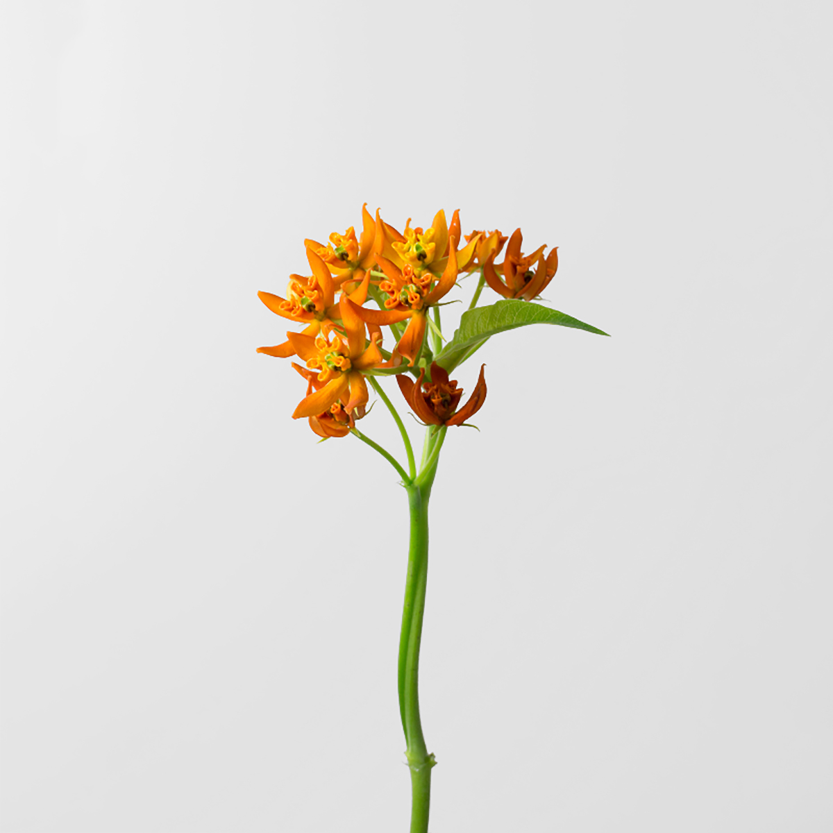 Orange Asclepias
