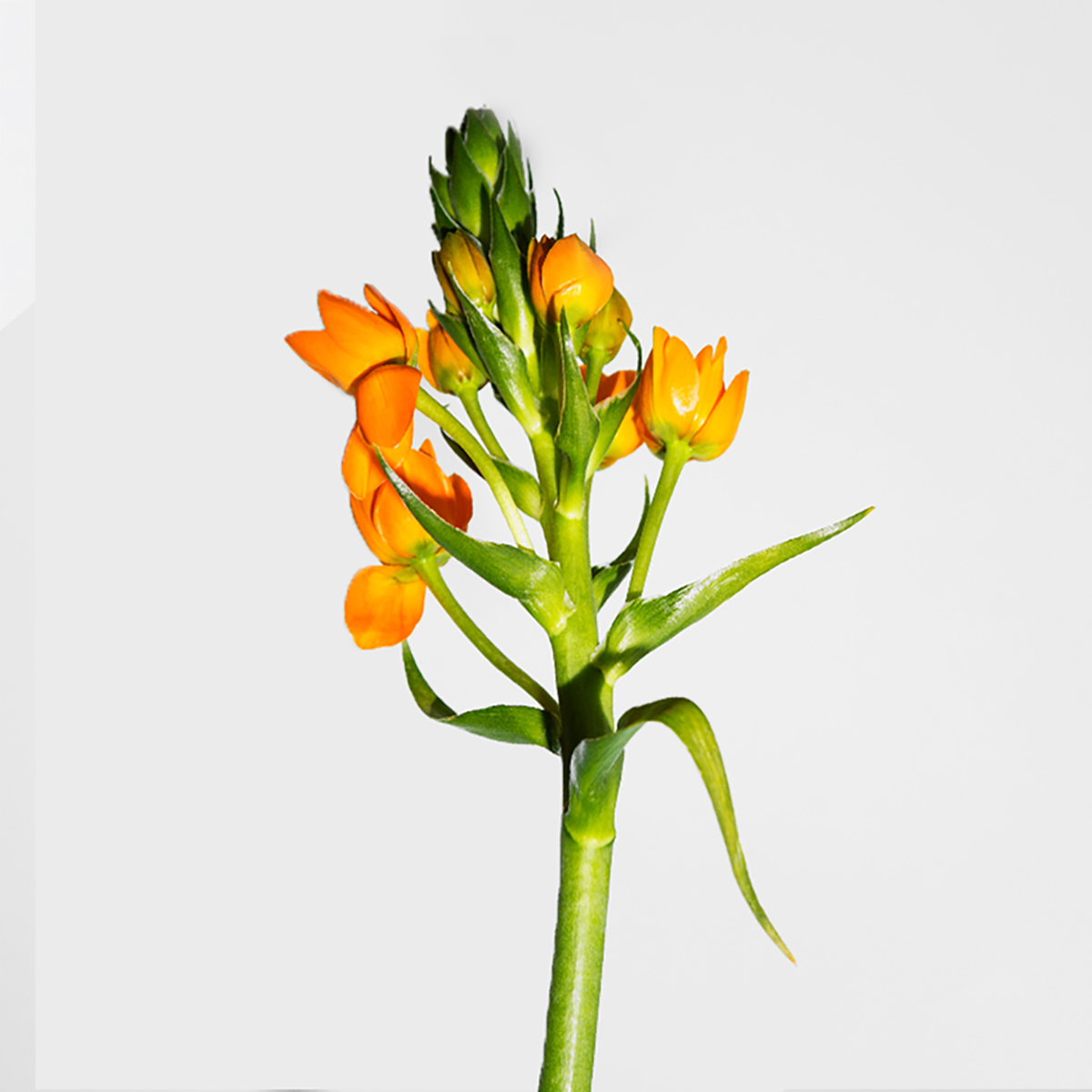 White Ornithogalum