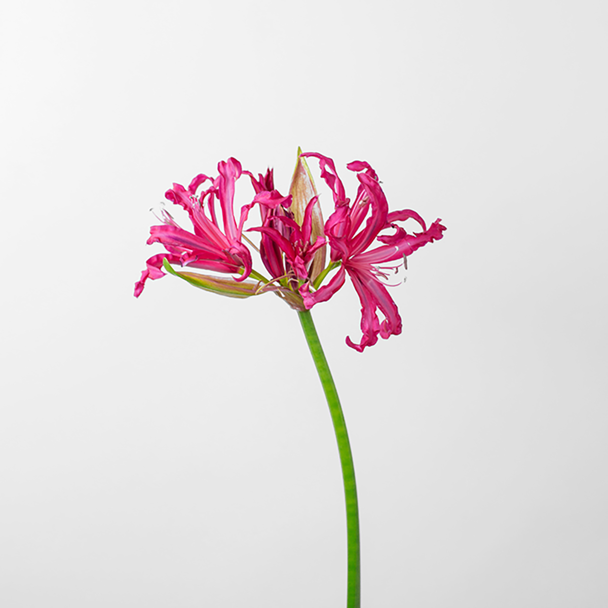 Pink Nerine