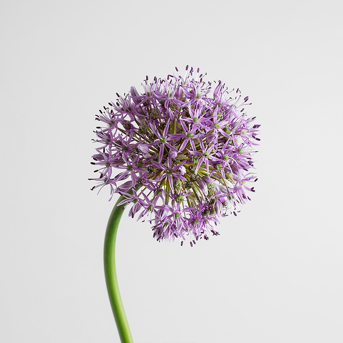 Allium