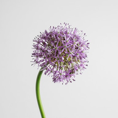 Allium