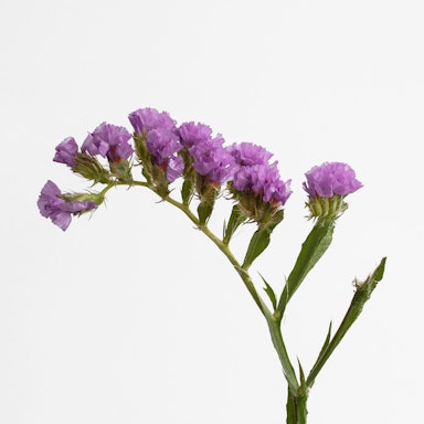 Purple Limonium