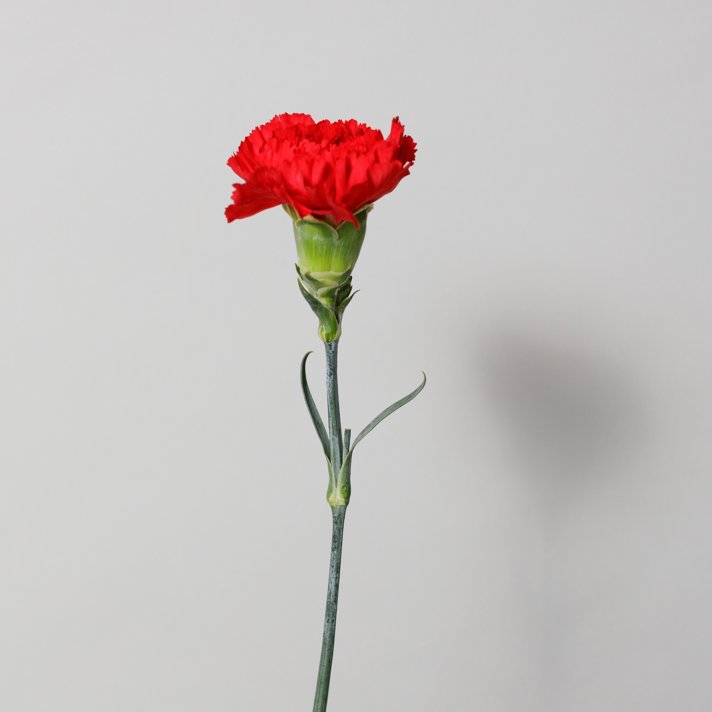 Mixed Carnation