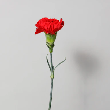 Mixed Carnation