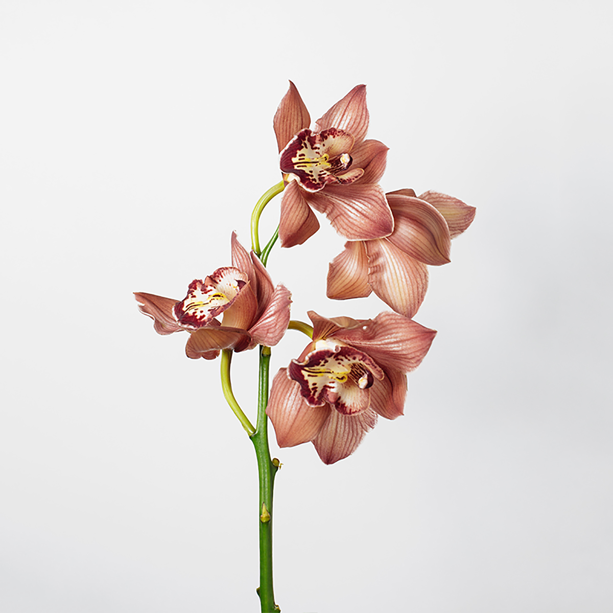 Mixed Cymbidium