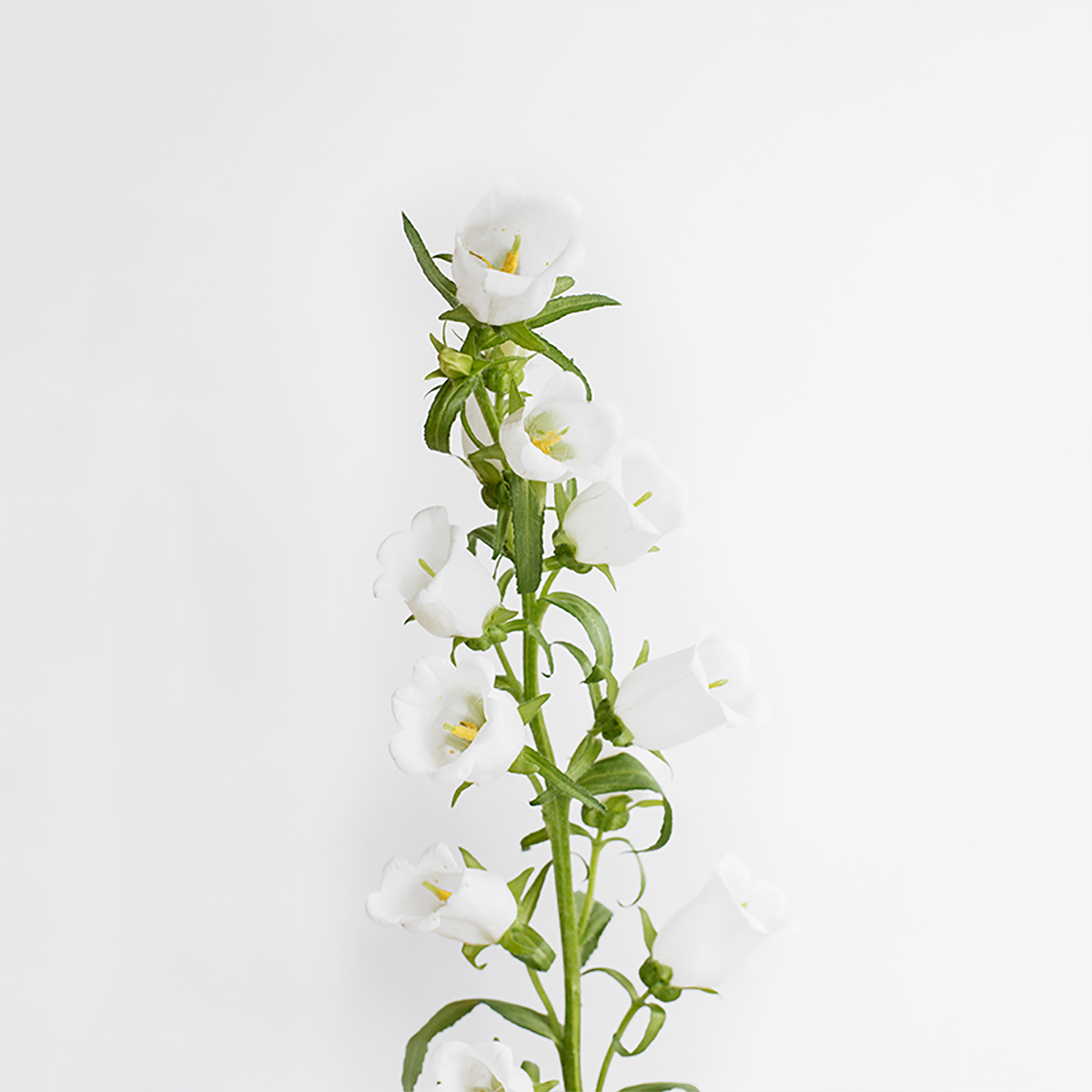 White Campanula