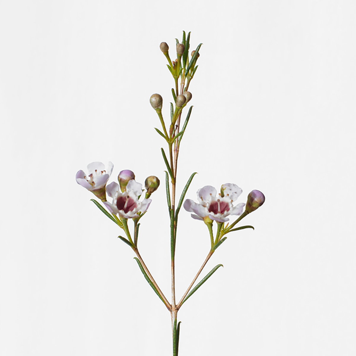White Waxflower