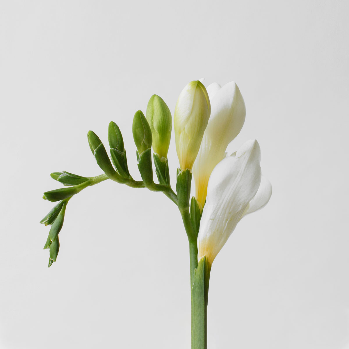 White Freesia