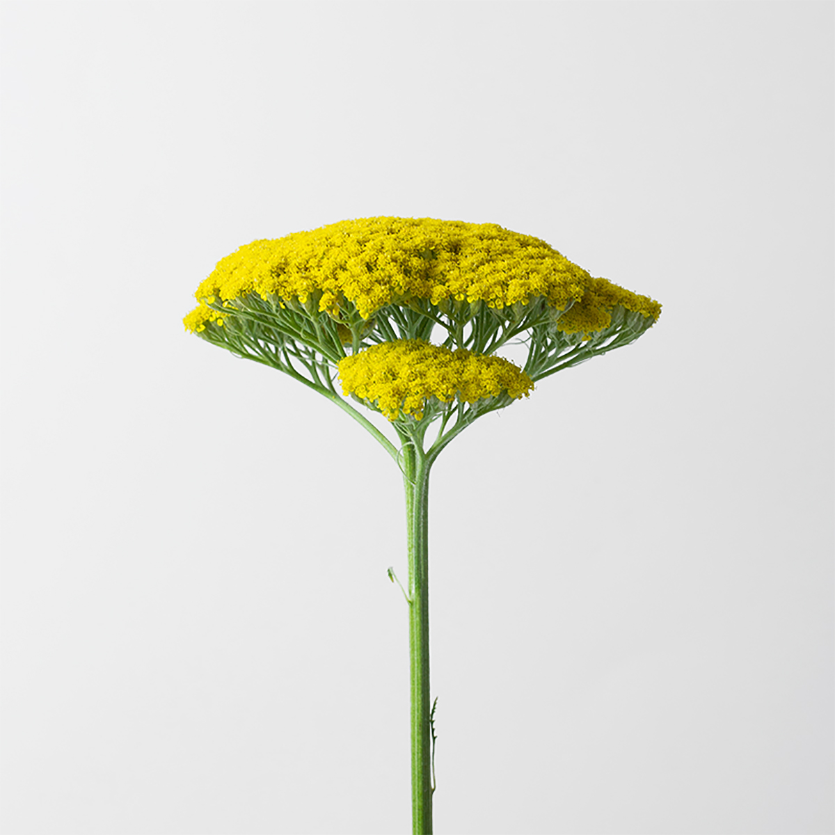 Yellow Achillea