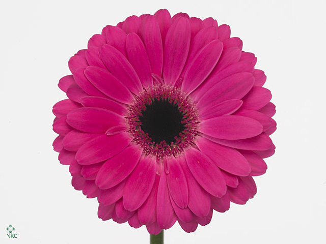 Pink Gerbera