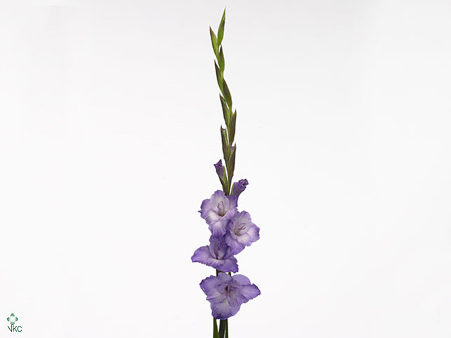 Purple Gladiolus