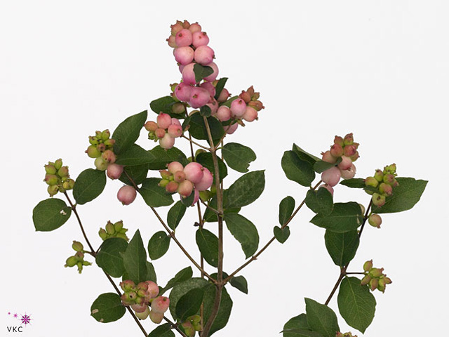 Pink Snowberry