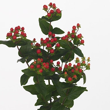 Red Hypericum