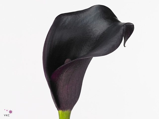 Black Calla Lilies