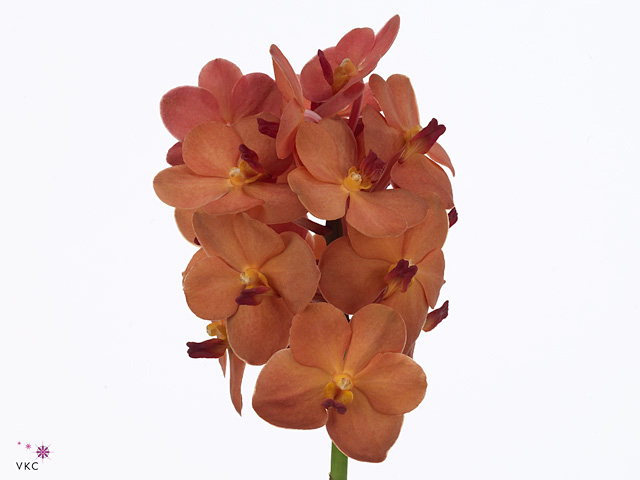 Orange Vanda Orchid