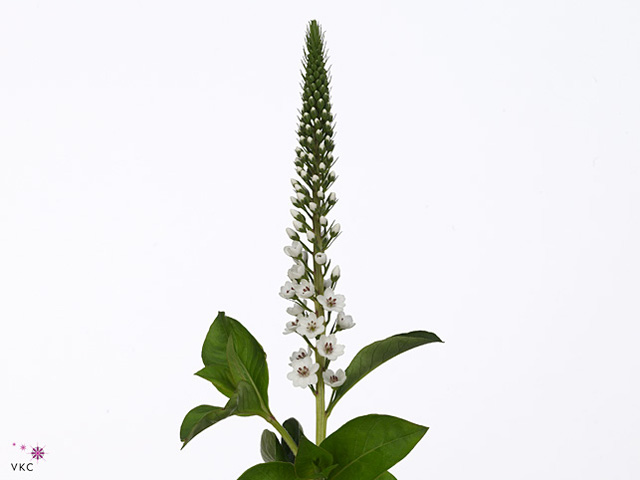 White Lysimachia