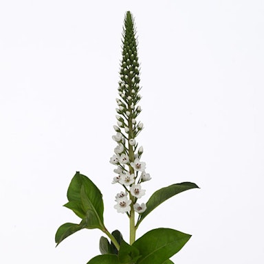 White Lysimachia