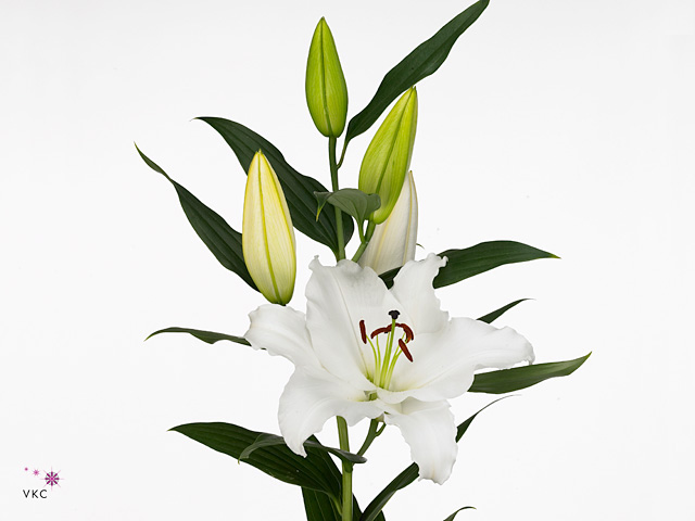 White Lily