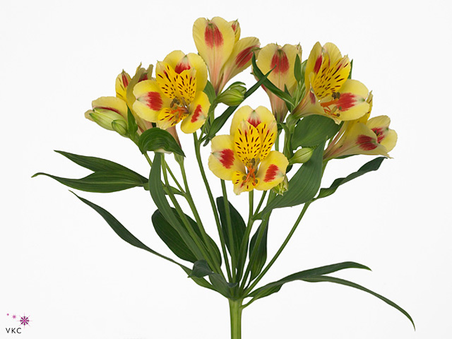 Yellow Alstroemeria