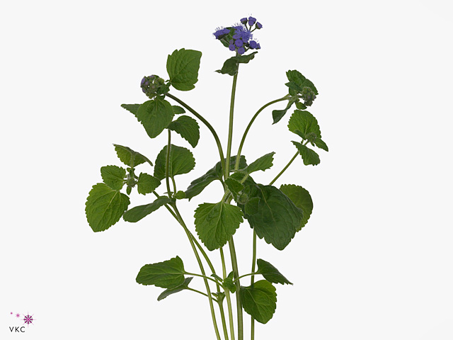 Blue Ageratum