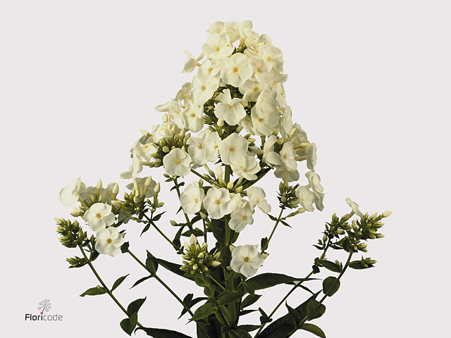 White Phlox