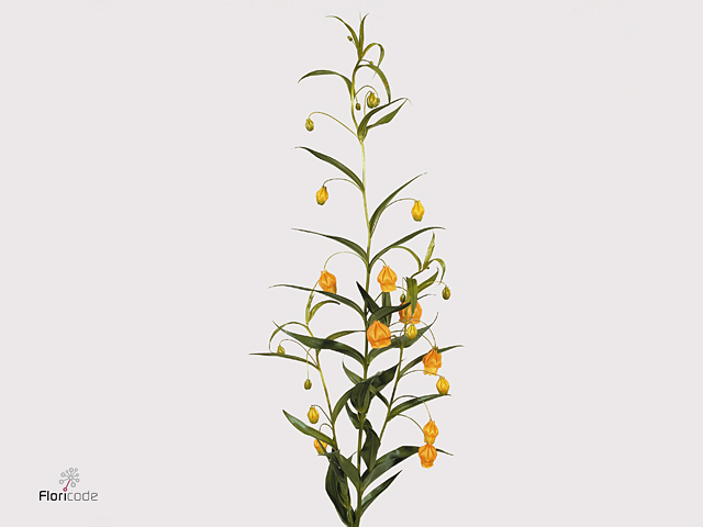 Orange Chinese lantern