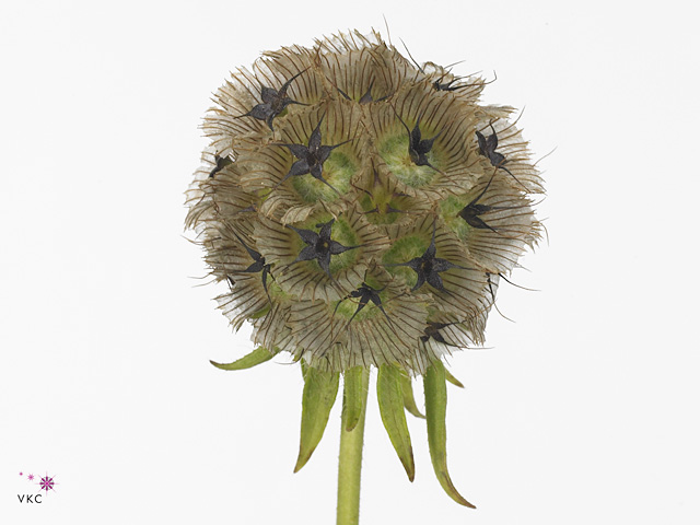 Scabiosa