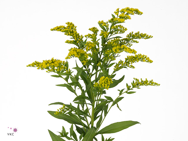 Yellow Solidago