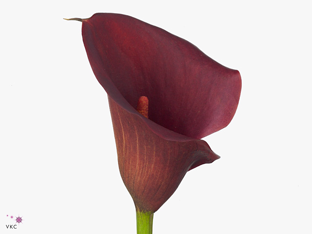 Red Calla Lilies