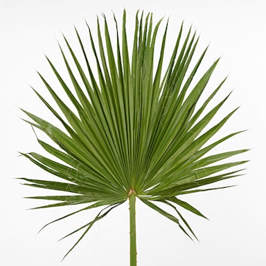 Fan palm