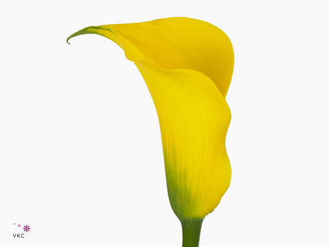 Yellow Calla Lilies