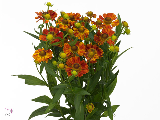 Brown Helenium