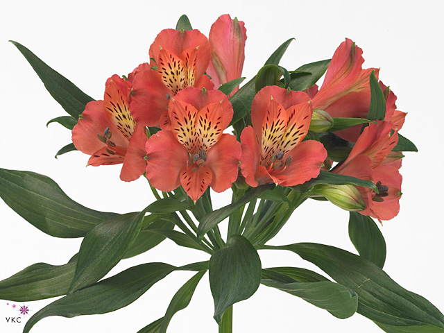 Red Alstroemeria