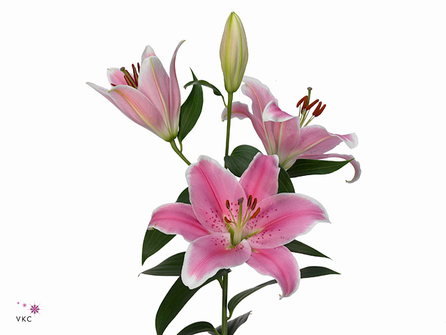 Pink Lily