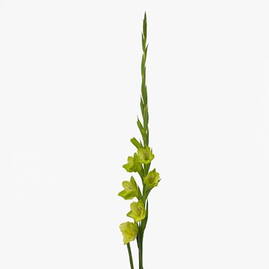 Green Gladiolus