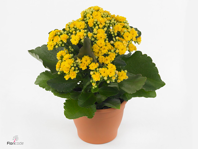 Yellow Kalanchoe