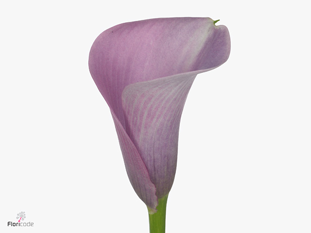 Purple Calla Lilies