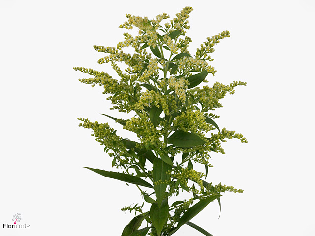 White Solidago