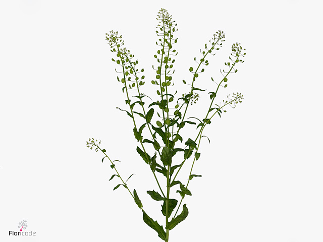 Thlaspi