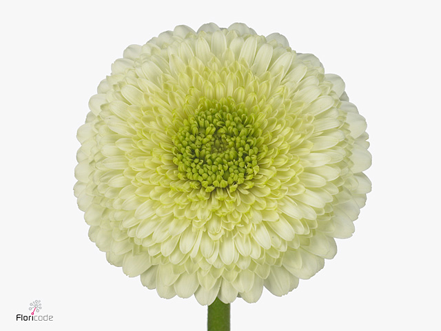 Green Gerbera