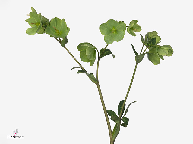 Green Hellebore