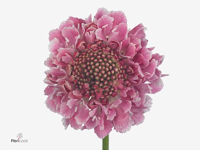 Pink Scabiosa