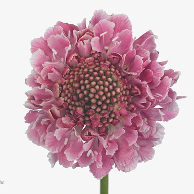 Pink Scabiosa