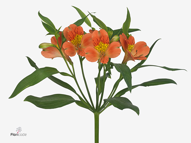 Orange Alstroemeria